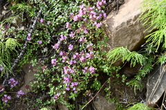 Thymus reverdattoanus