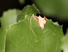 Stigmella braunella