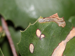 Stigmella braunella