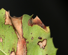 Stigmella braunella
