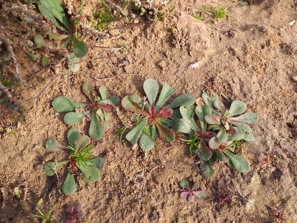 Limonium avei