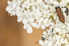 Anthaxia umbellatarum