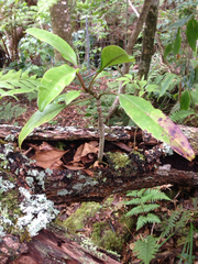 Clermontia arborescens