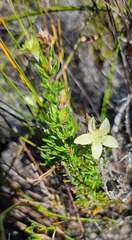 Prismatocarpus spinosus