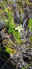 Prismatocarpus spinosus