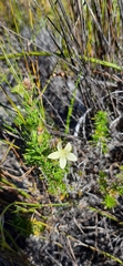 Prismatocarpus spinosus