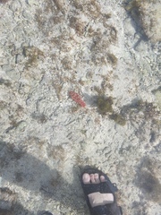 Hexabranchus sanguineus