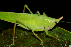 Copiphora cultricornis