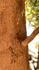 Camponotus aegyptiacus