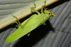 Copiphora cultricornis