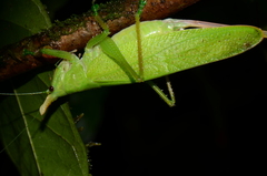 Copiphora cultricornis