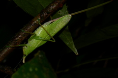 Copiphora cultricornis