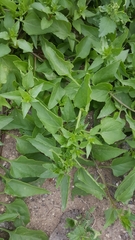 Patellifolia procumbens