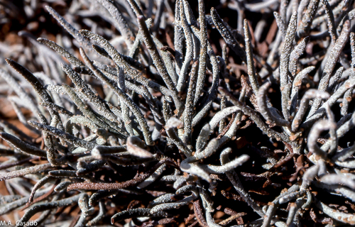 Limoniastrum guyonianum