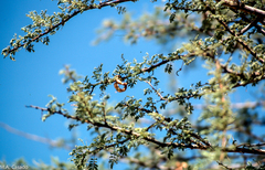 Vachellia tortilis raddiana