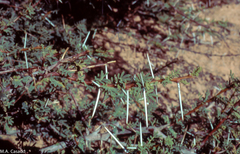 Vachellia tortilis raddiana