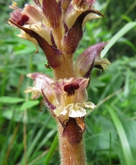 Orobanche reticulata