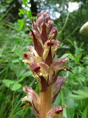 Orobanche reticulata