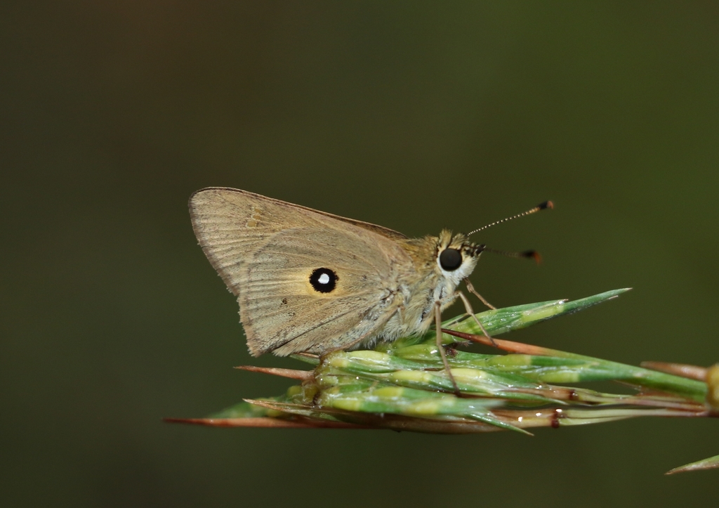 Black-ringed Ochre