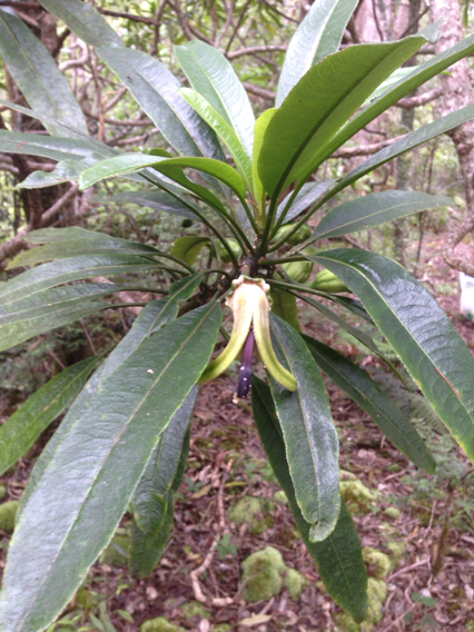 Clermontia arborescens