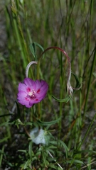 Clarkia gracilis sonomensis