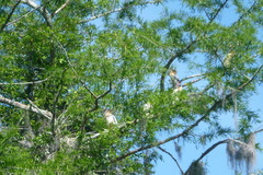 Anhinga anhinga image