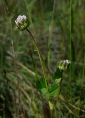 Trifolium microdon