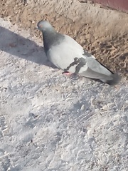 Columba livia domestica