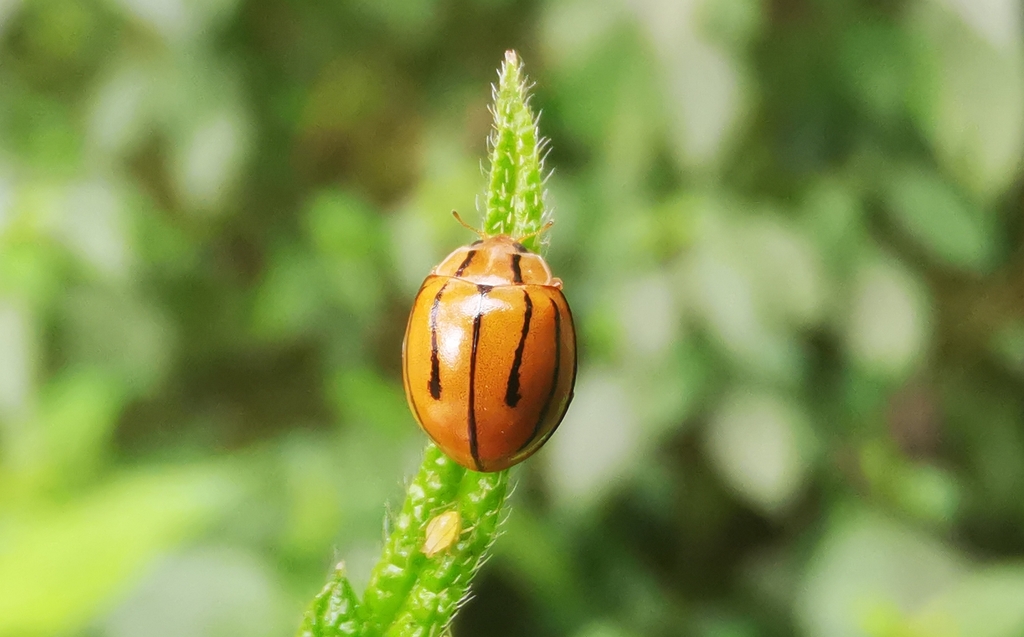 Coelophora lushuiensis