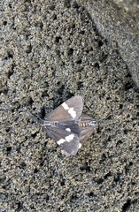 Nyctemera annulata × amicus