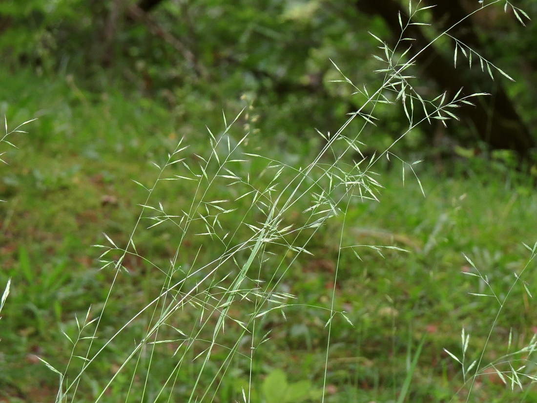Festuca heterophylla