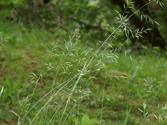 Festuca heterophylla