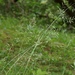 Festuca heterophylla - Photo (c) Alenka Mihoric, alguns direitos reservados (CC BY-NC), uploaded by Alenka Mihoric