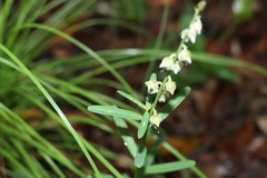 Crotalaria brevis
