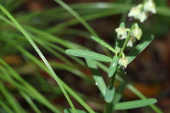 Crotalaria brevis