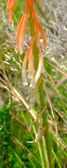 Kniphofia angustifolia