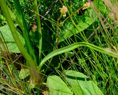 Kniphofia angustifolia