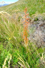 Kniphofia angustifolia