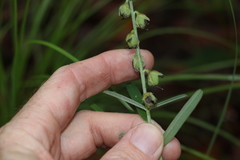 Crotalaria brevis