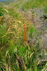 Kniphofia angustifolia