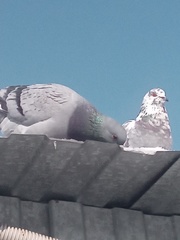 Columba livia domestica