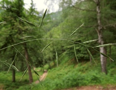 Festuca heterophylla