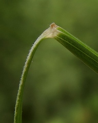 Festuca heterophylla