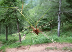 Festuca heterophylla