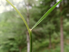 Festuca heterophylla