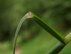 Festuca heterophylla