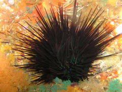 Centrostephanus rodgersii