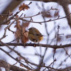 Phylloscopus collybita