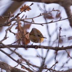 Phylloscopus collybita