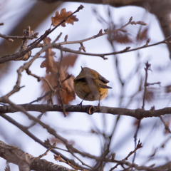Phylloscopus collybita